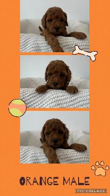 Adorable Cockapoo Puppies for Sale - Photo 5