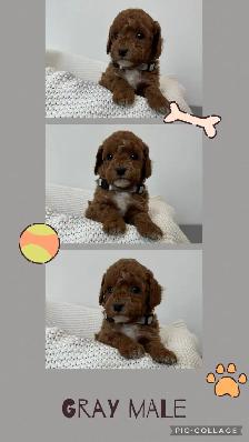 Adorable Cockapoo Puppies for Sale - Photo 6