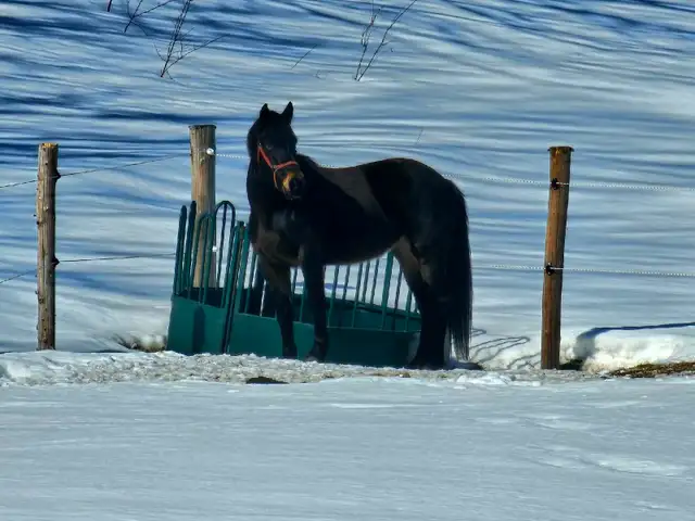 Canadian Mare - Photo 2
