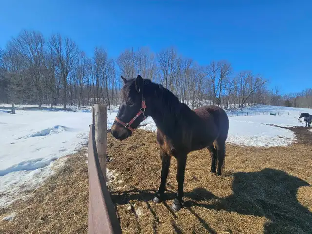 Canadian Mare - Photo 3