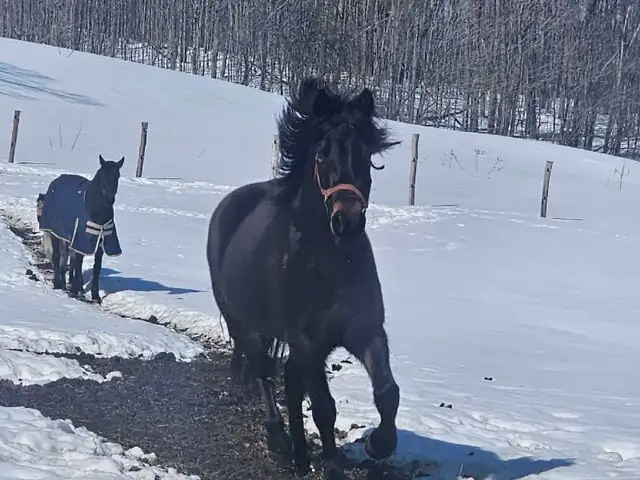 Canadian Mare - Photo 4