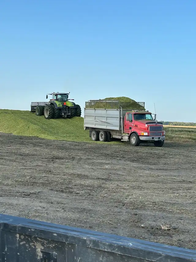 Silage chopping - Photo 2