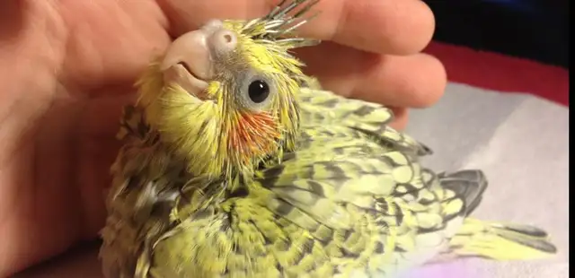 looking a 2 or 3weeks cockatiel