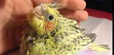 looking a 2 or 3weeks cockatiel