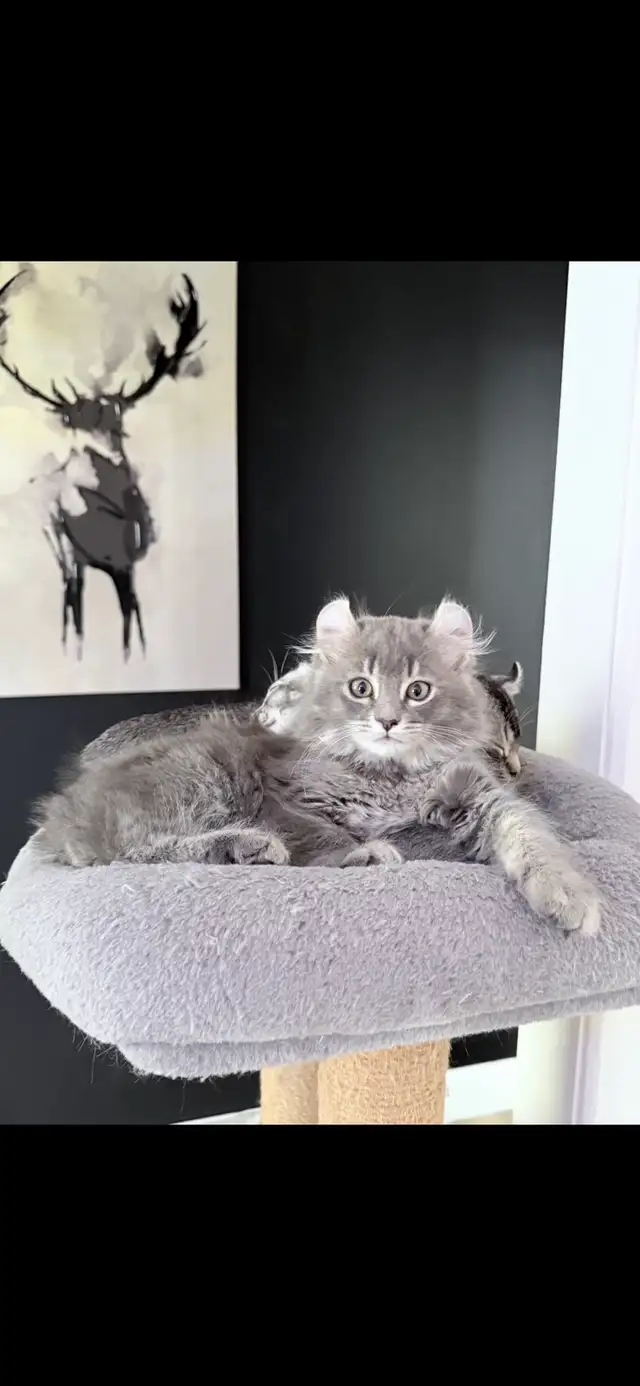 Highland Lynx - Photo 2