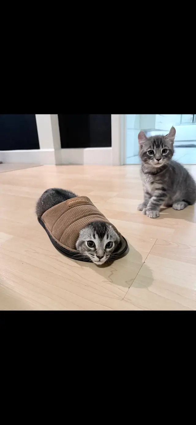 Highland Lynx - Photo 3