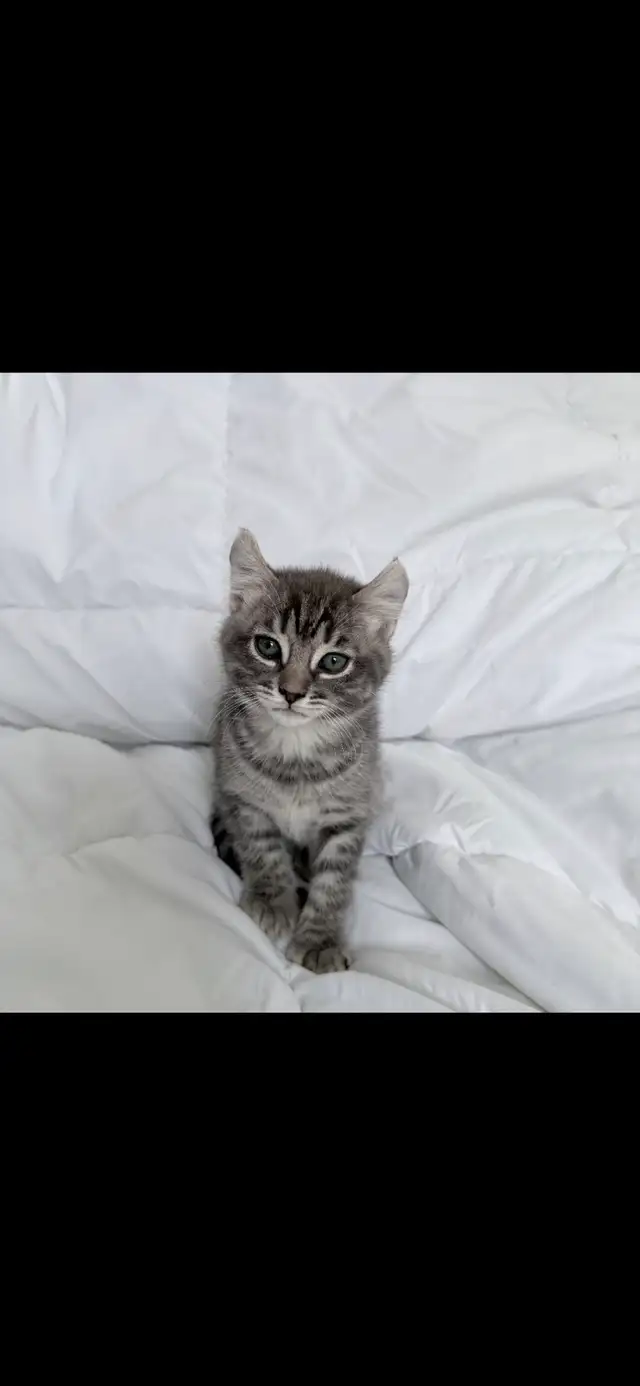 Highland Lynx - Photo 4