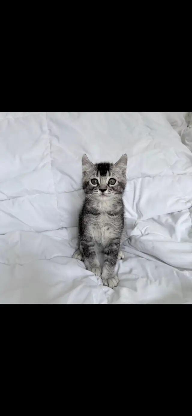 Highland Lynx - Photo 5