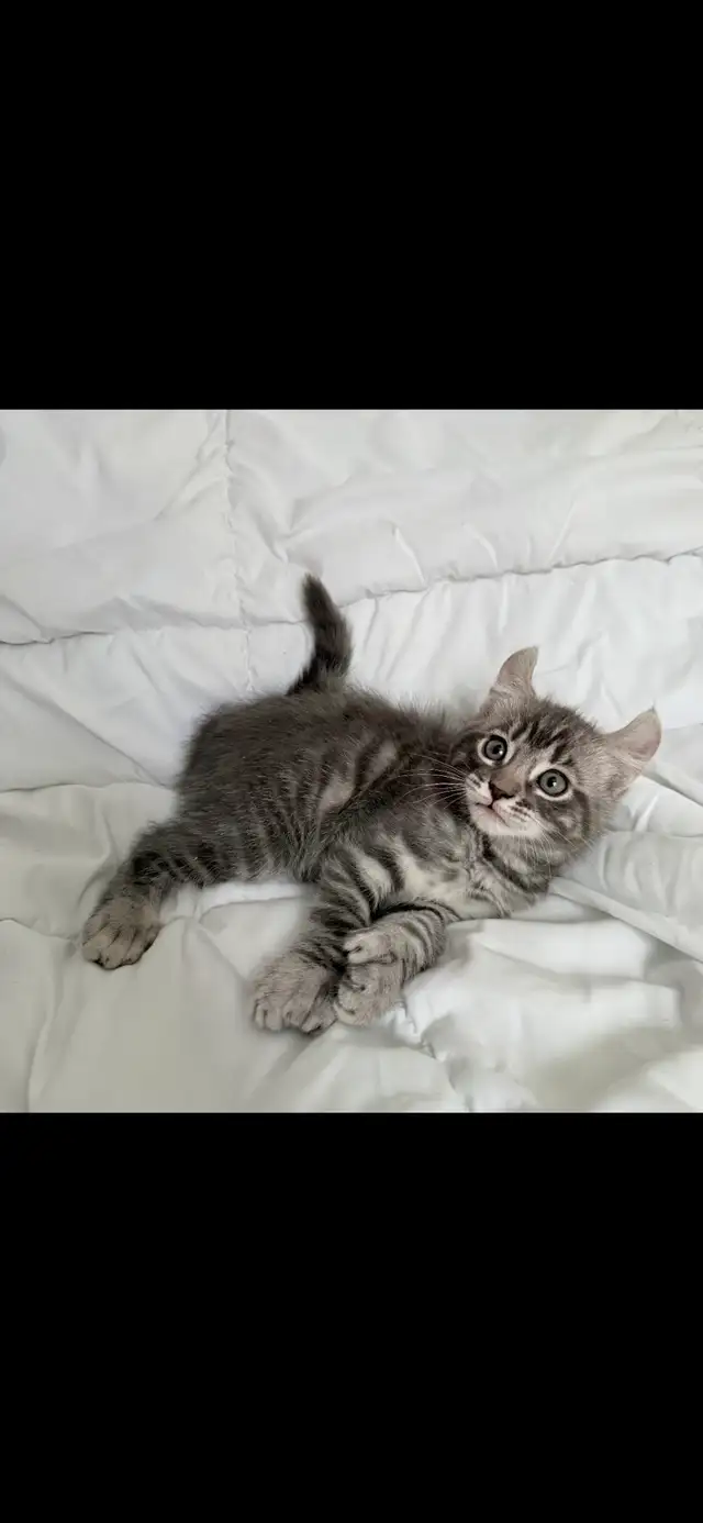 Highland Lynx - Photo 6