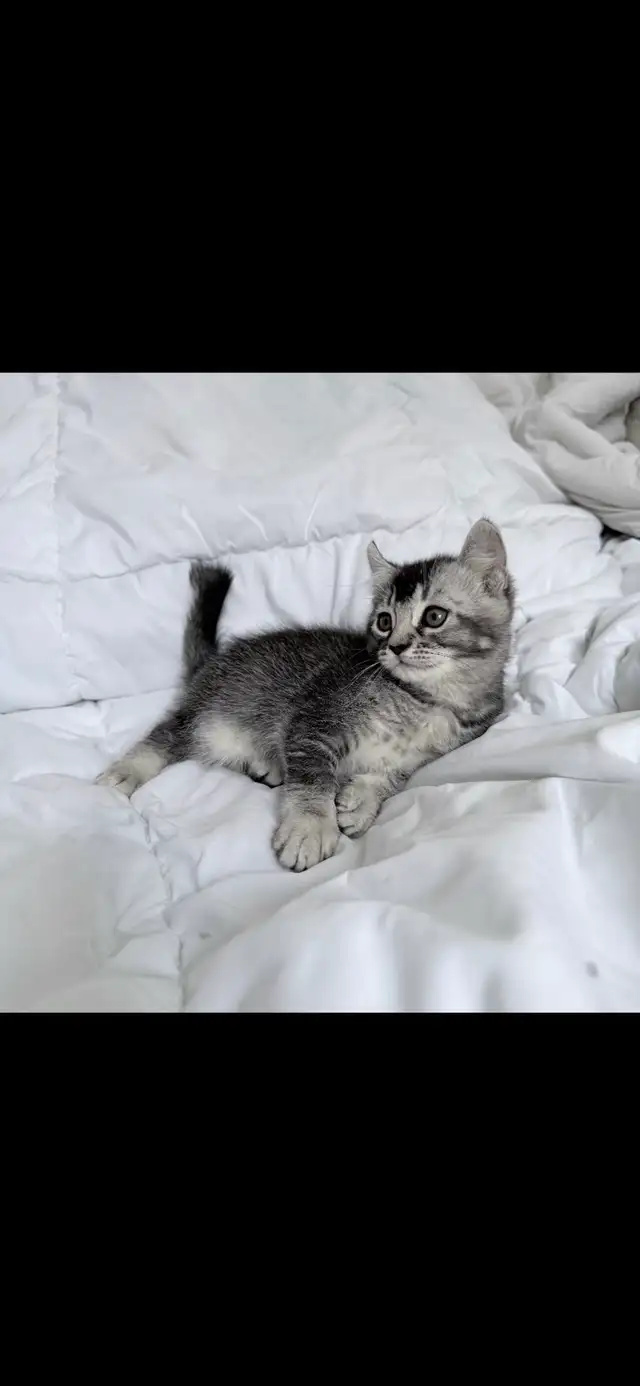 Highland Lynx - Photo 7