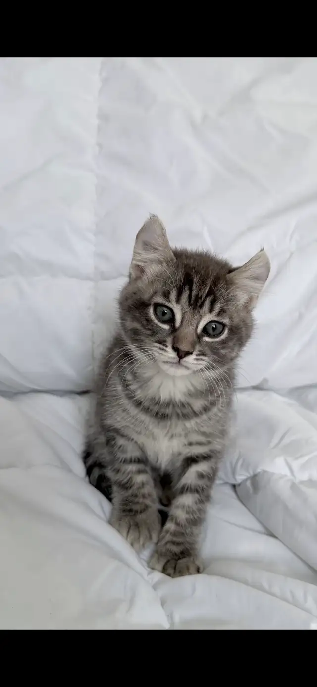 Highland Lynx - Photo 8