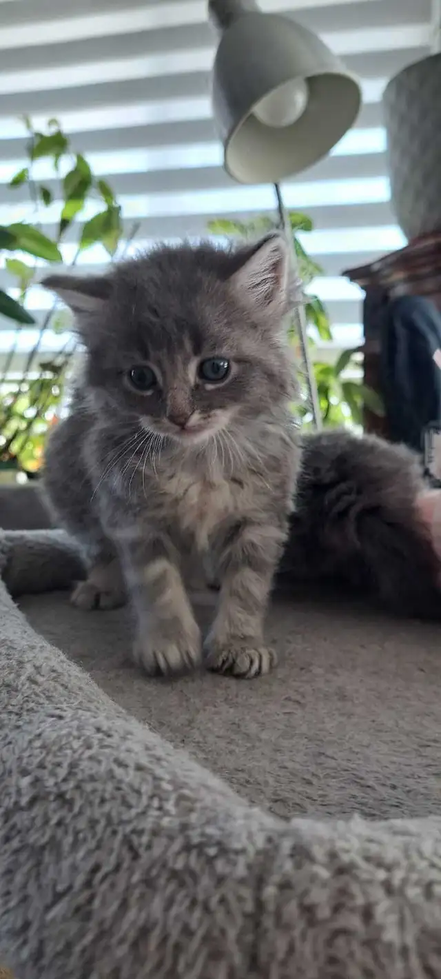 Chatons Sibérien hypoallegeniques