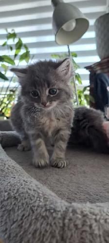 Chatons Sibérien hypoallegeniques