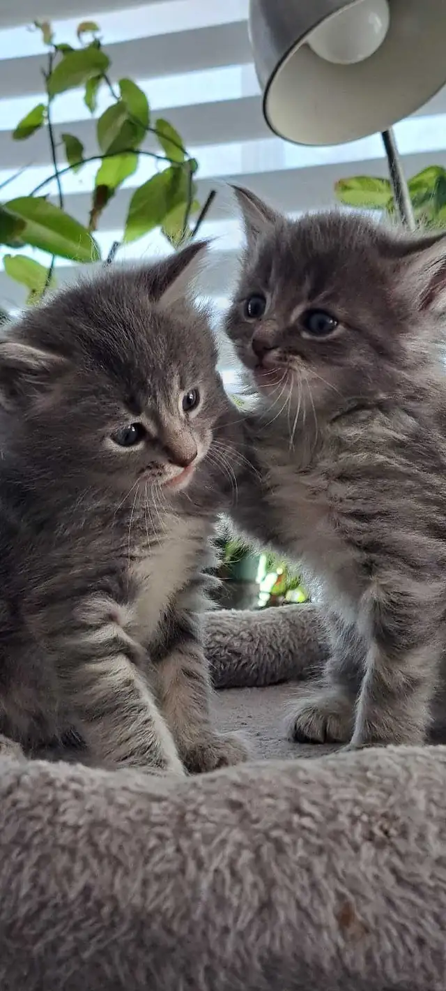 Chatons Sibérien hypoallegeniques - Photo 2