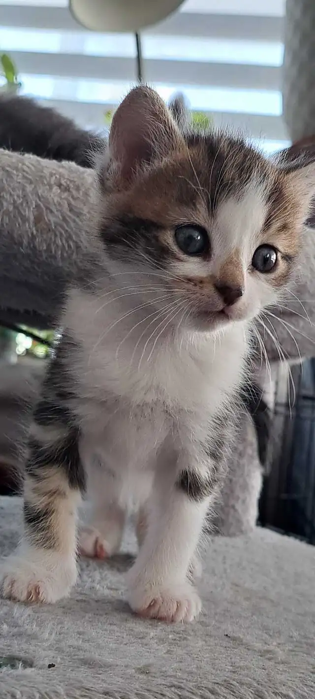 Chatons Sibérien hypoallegeniques - Photo 3