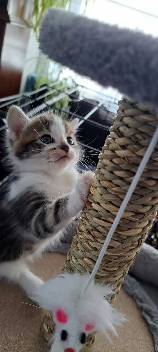 Chatons Sibérien hypoallegeniques - Photo 4