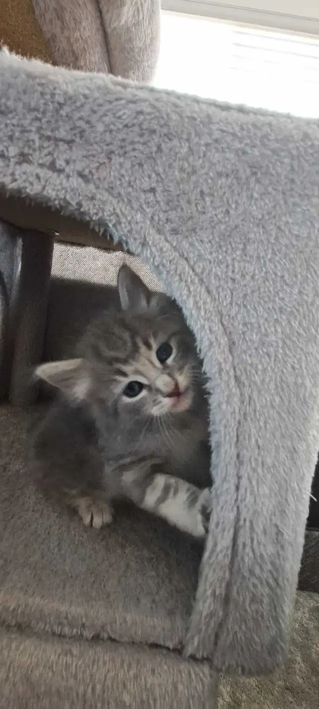 Chatons Sibérien hypoallegeniques - Photo 5