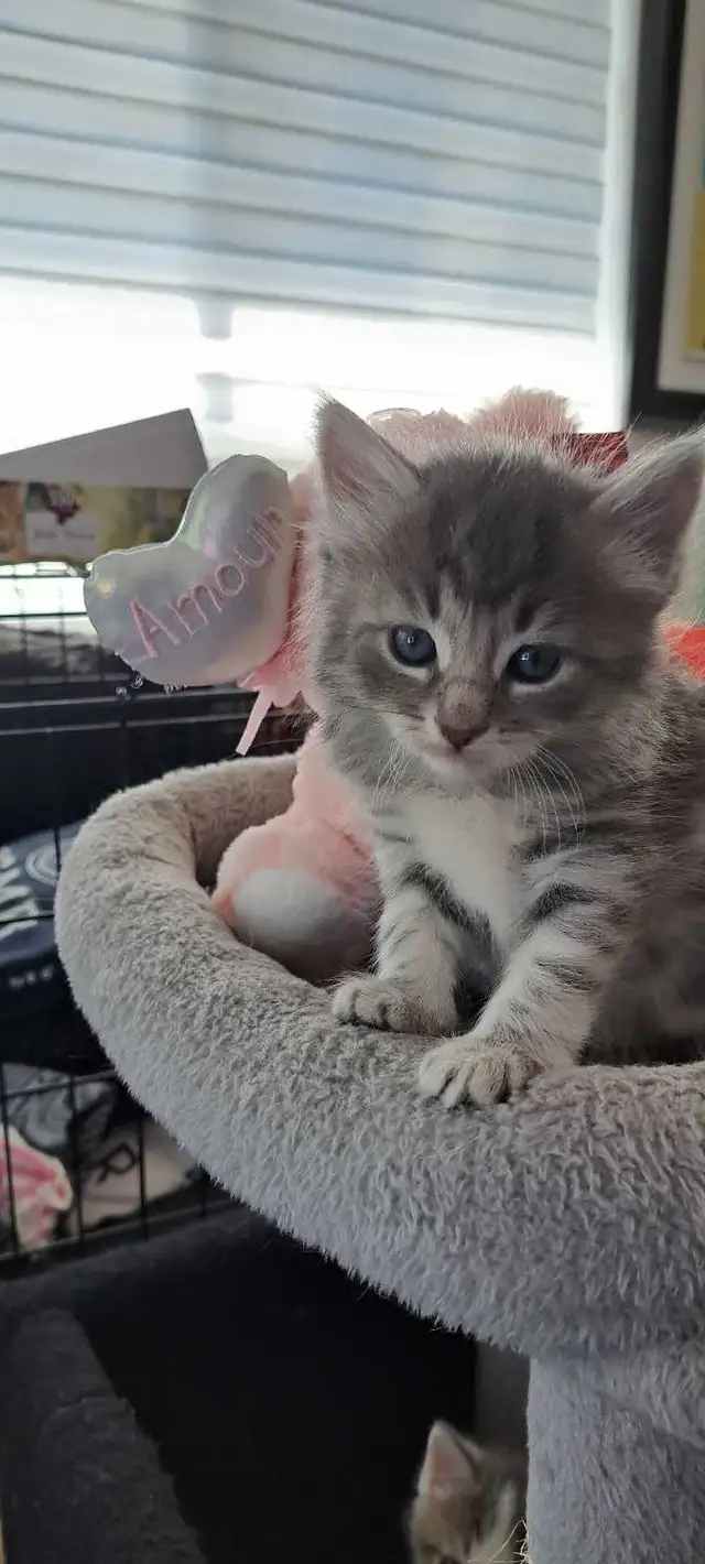 Chatons Sibérien hypoallegeniques - Photo 6