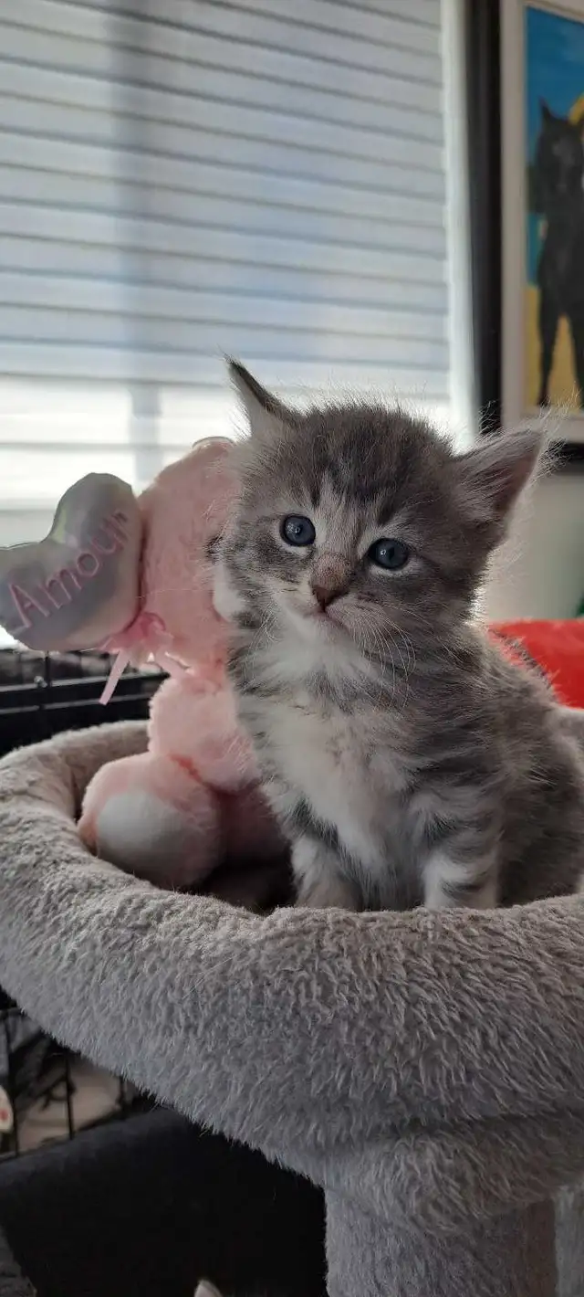 Chatons Sibérien hypoallegeniques - Photo 7