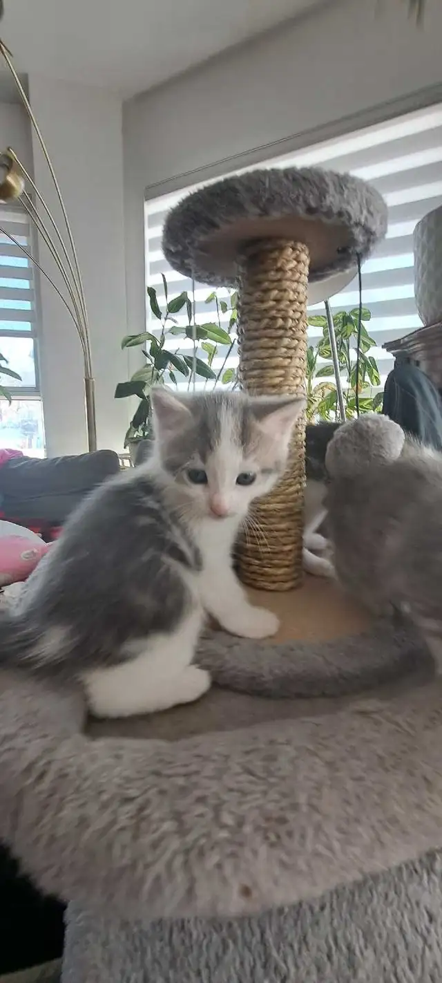 Chatons Sibérien hypoallegeniques - Photo 8