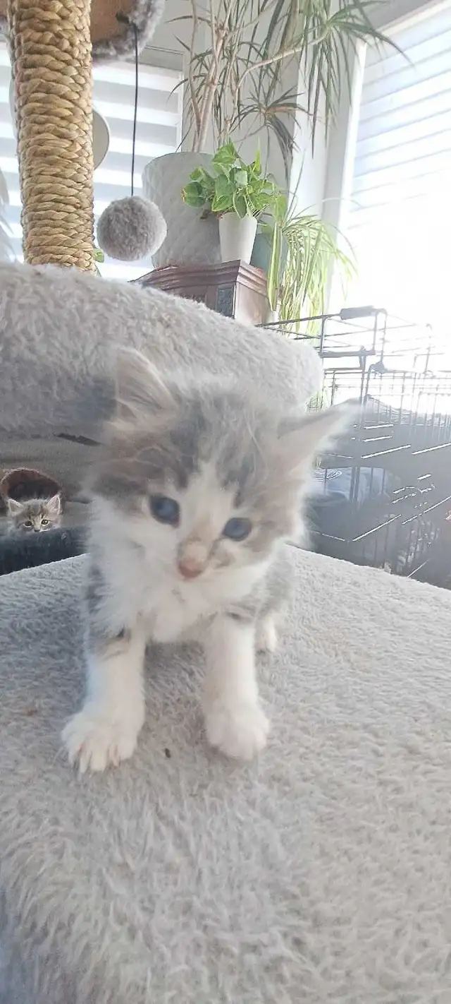 Chatons Sibérien hypoallegeniques - Photo 9