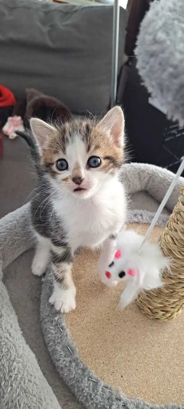 Chatons Sibérien hypoallegeniques - Photo 10