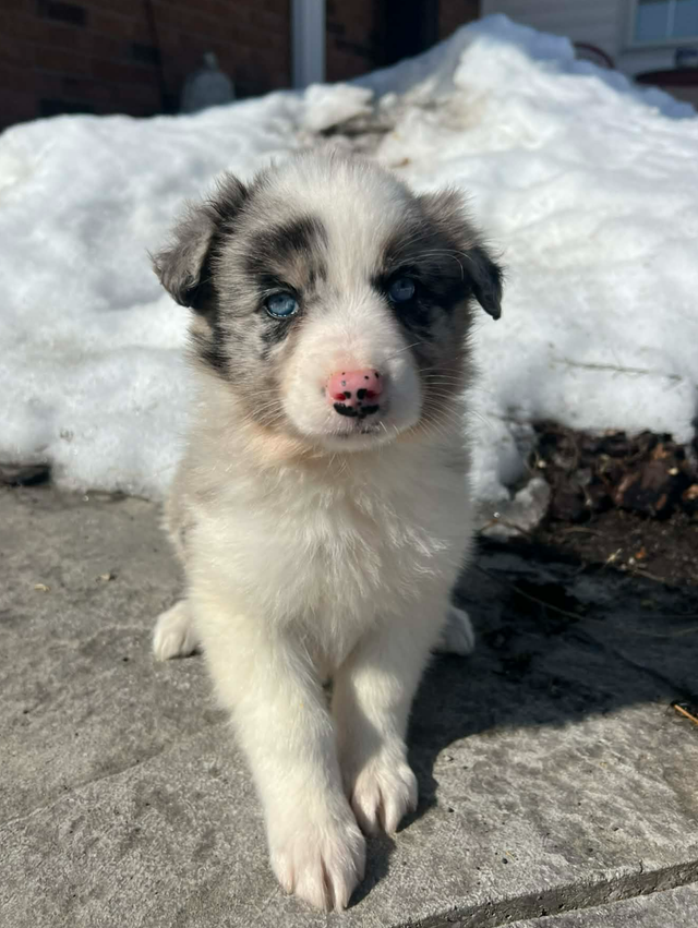 Australian Shepherd/ Border Collie puppies