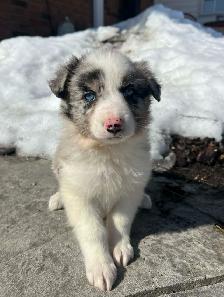 Australian Shepherd/ Border Collie puppies