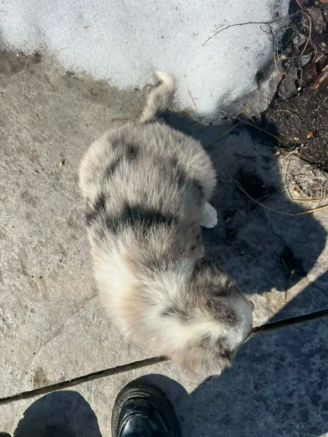 Australian Shepherd/ Border Collie puppies - Photo 2