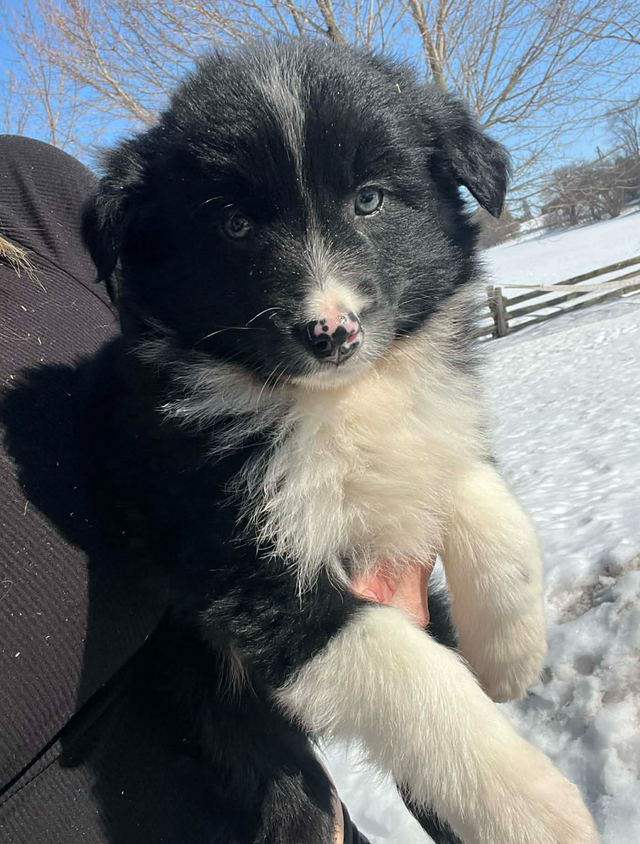 Australian Shepherd/ Border Collie puppies - Photo 3