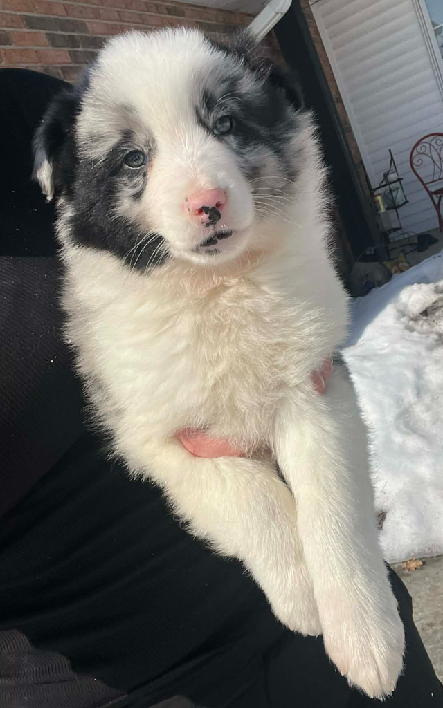 Australian Shepherd/ Border Collie puppies - Photo 4