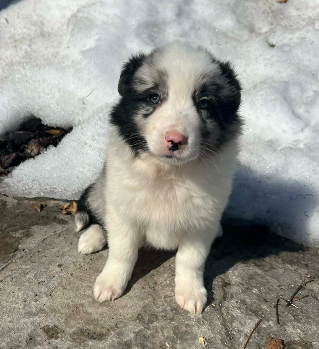 Australian Shepherd/ Border Collie puppies - Photo 5