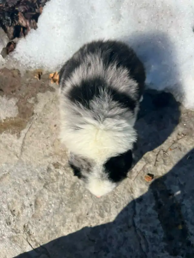 Australian Shepherd/ Border Collie puppies - Photo 6
