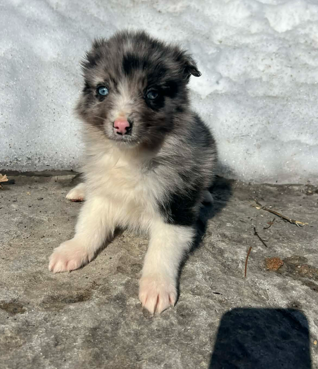 Australian Shepherd/ Border Collie puppies - Photo 7