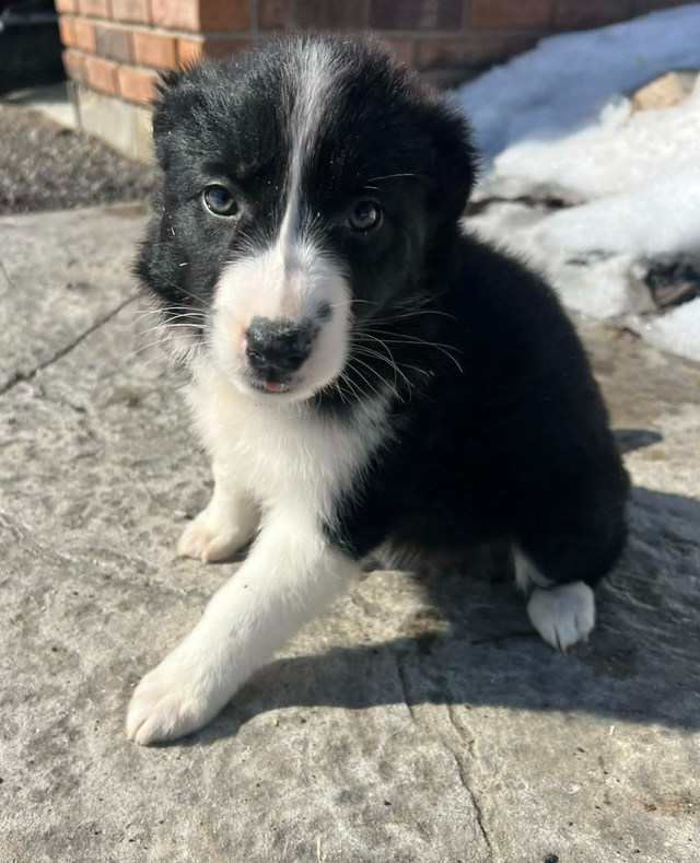Australian Shepherd/ Border Collie puppies - Photo 8