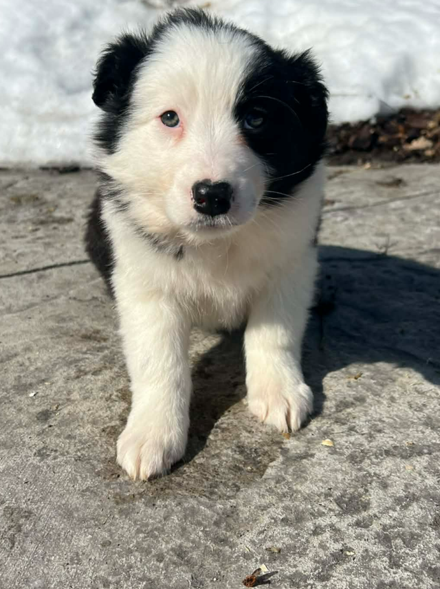 Australian Shepherd/ Border Collie puppies - Photo 9