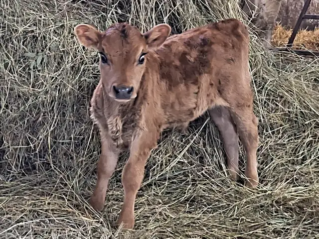 Jersey bull calf