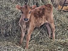 Jersey bull calf