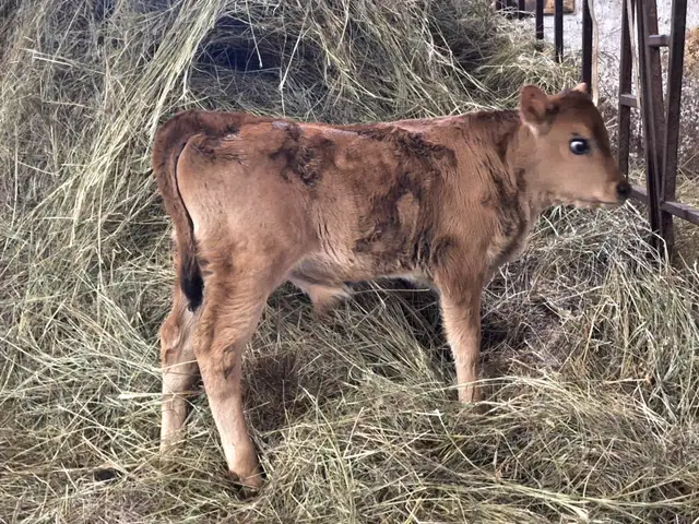 Jersey bull calf - Photo 2