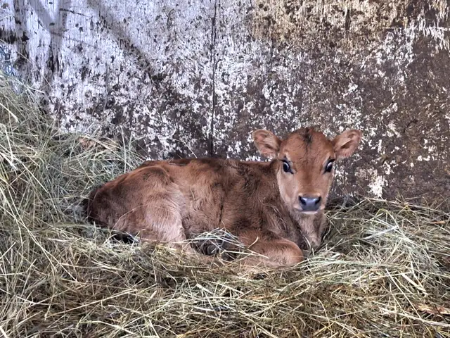 Jersey bull calf - Photo 3