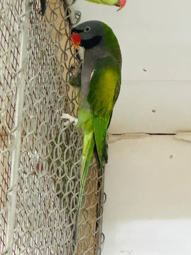 beautiful Derbyan Parakeet