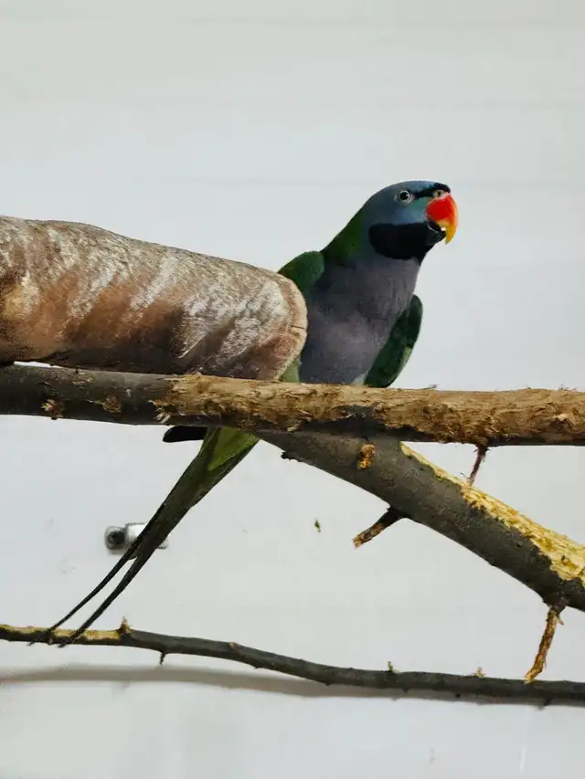beautiful Derbyan Parakeet - Photo 3