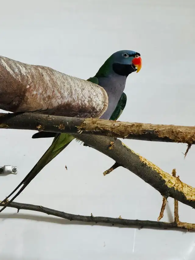 beautiful Derbyan Parakeet - Photo 4