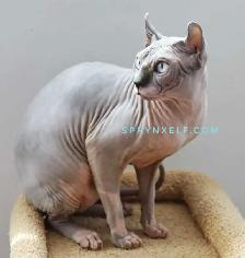 Beautiful Calm Lovable Elegant Lucy