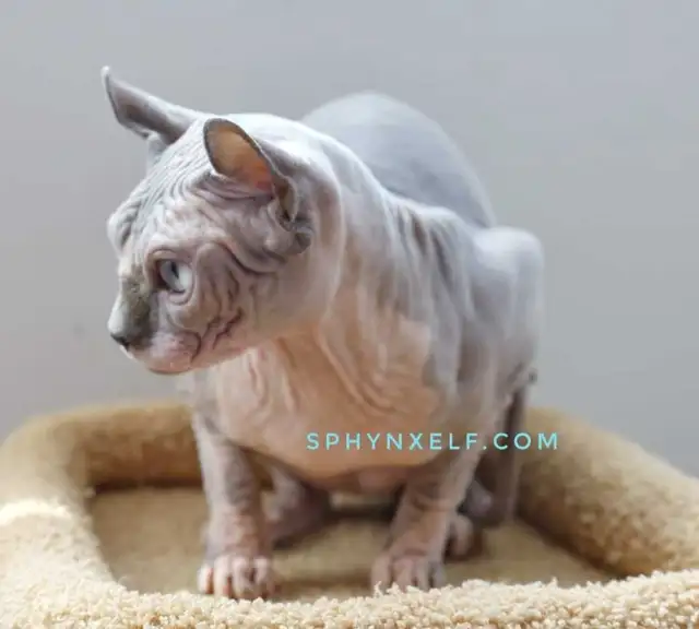 Beautiful Calm Lovable Elegant Lucy - Photo 5