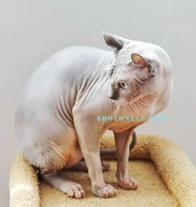 Beautiful Calm Lovable Elegant Lucy - Photo 6