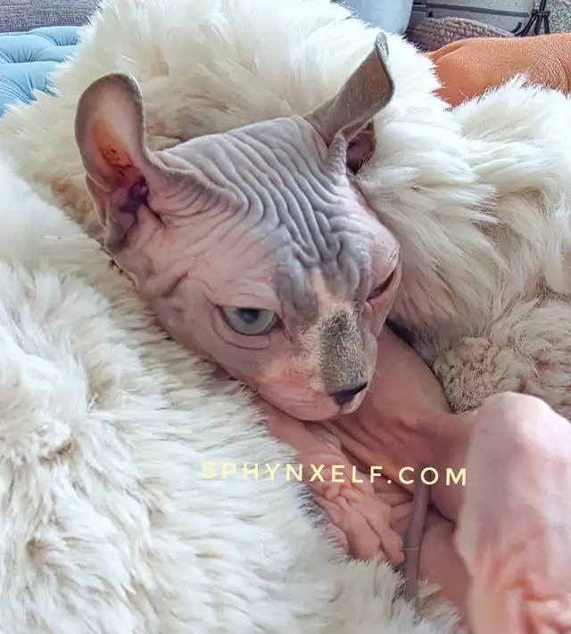 Beautiful Calm Lovable Elegant Lucy - Photo 10