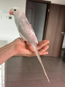super friendly and handtame Indian ringneck - Photo 2