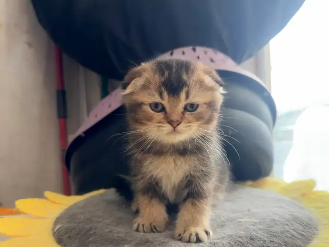 Scottish Fold & Straight Kittens (Two Boys) - Photo 2