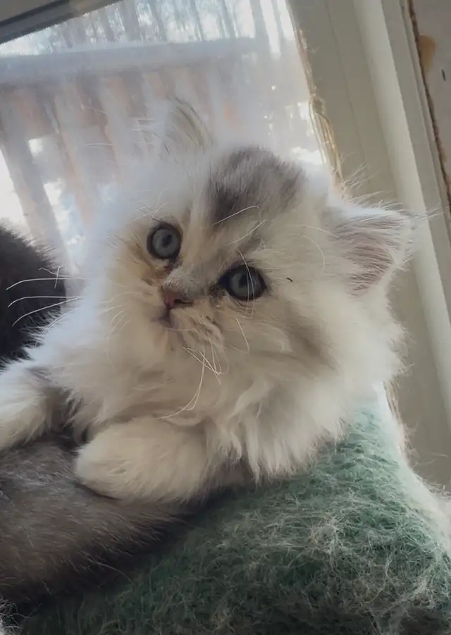 Scottish Fold & Straight Kittens (Two Boys) - Photo 4